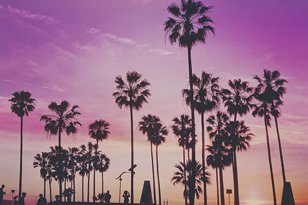 palm trees at sunset